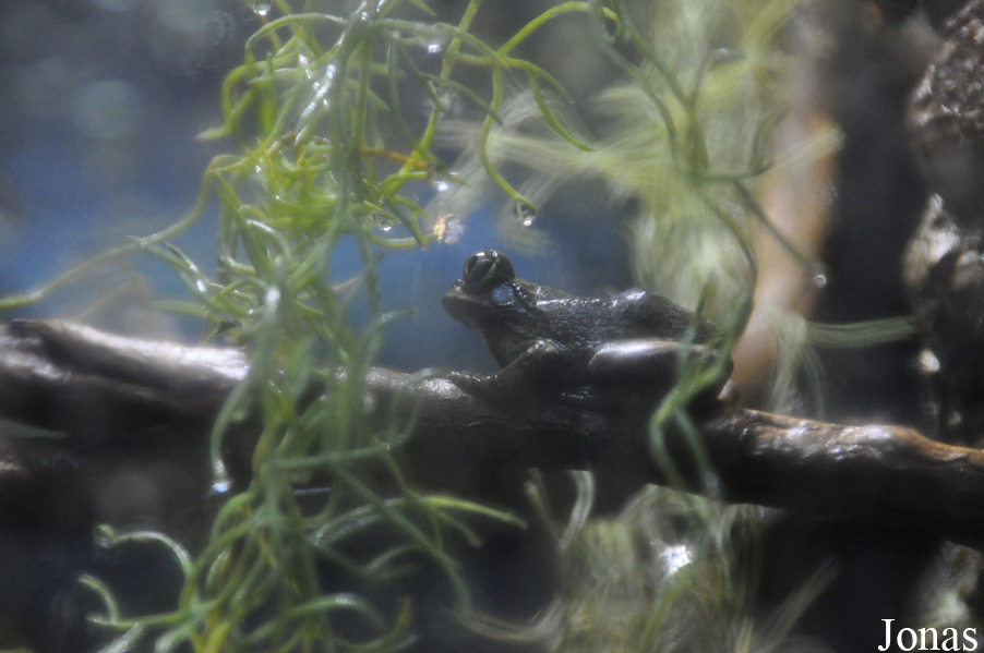 Leptopelis vermiculatus