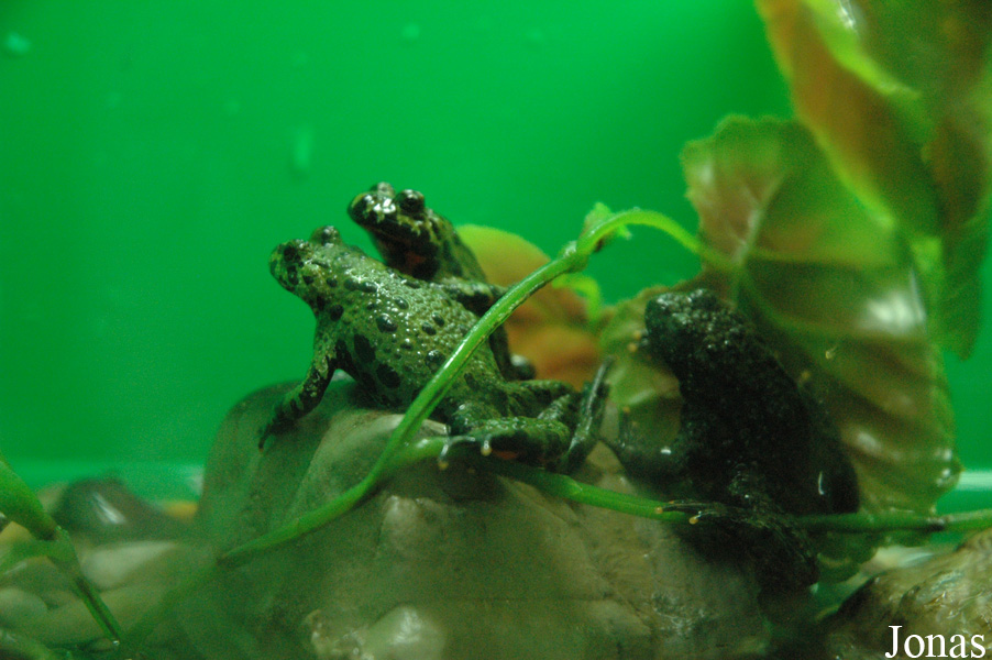Bombina orientalis