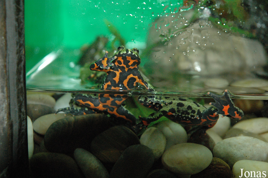 Bombina orientalis
