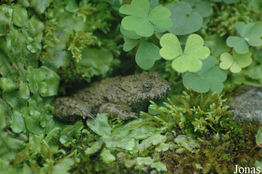 Bombina variegata