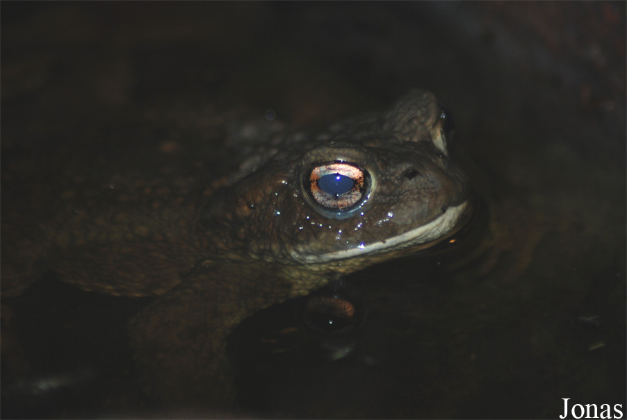 Bufo bufo