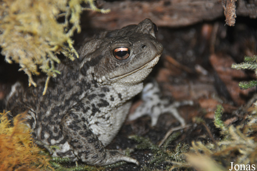 Bufo bufo