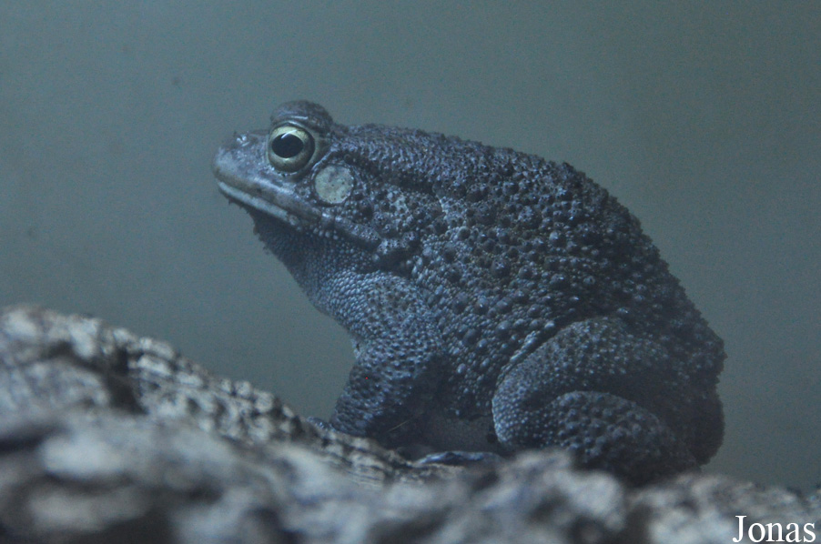 Bufo regularis