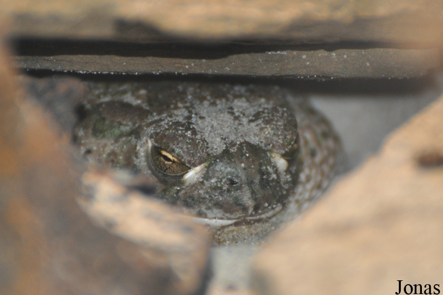 Bufo speciosus
