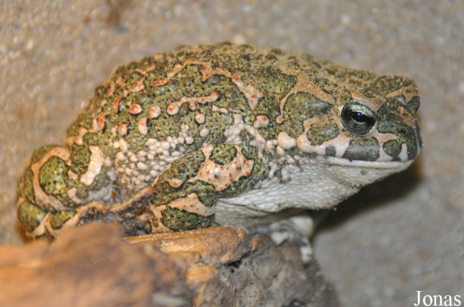 Bufotes viridis