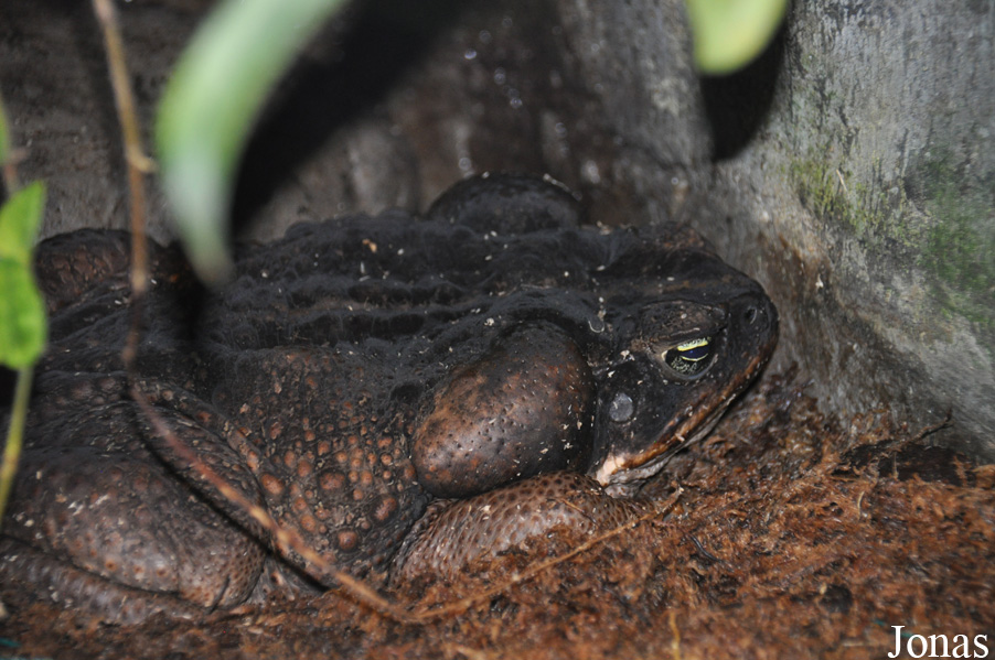 Rhinella marina