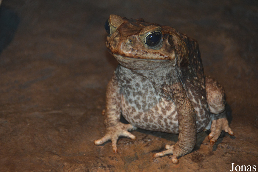 Rhinella marina
