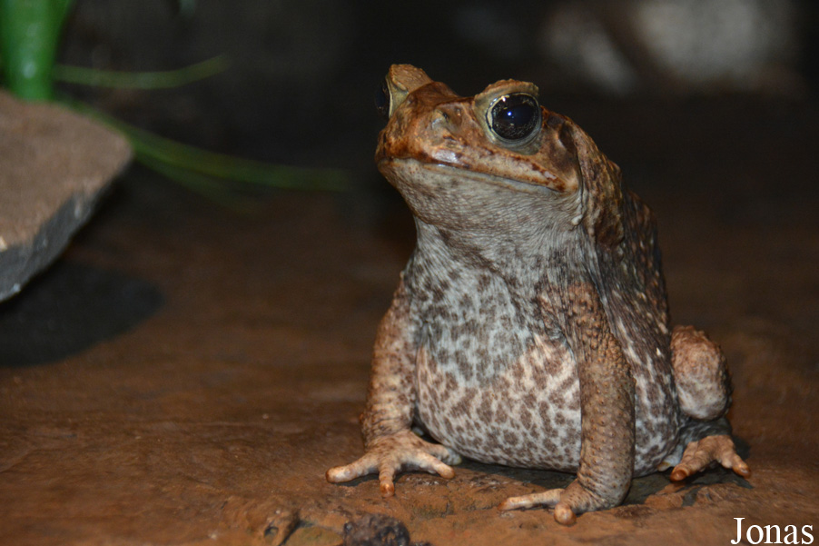 Rhinella marina