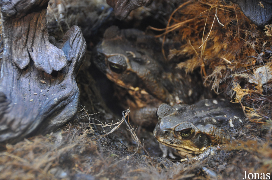 Rhinella marina
