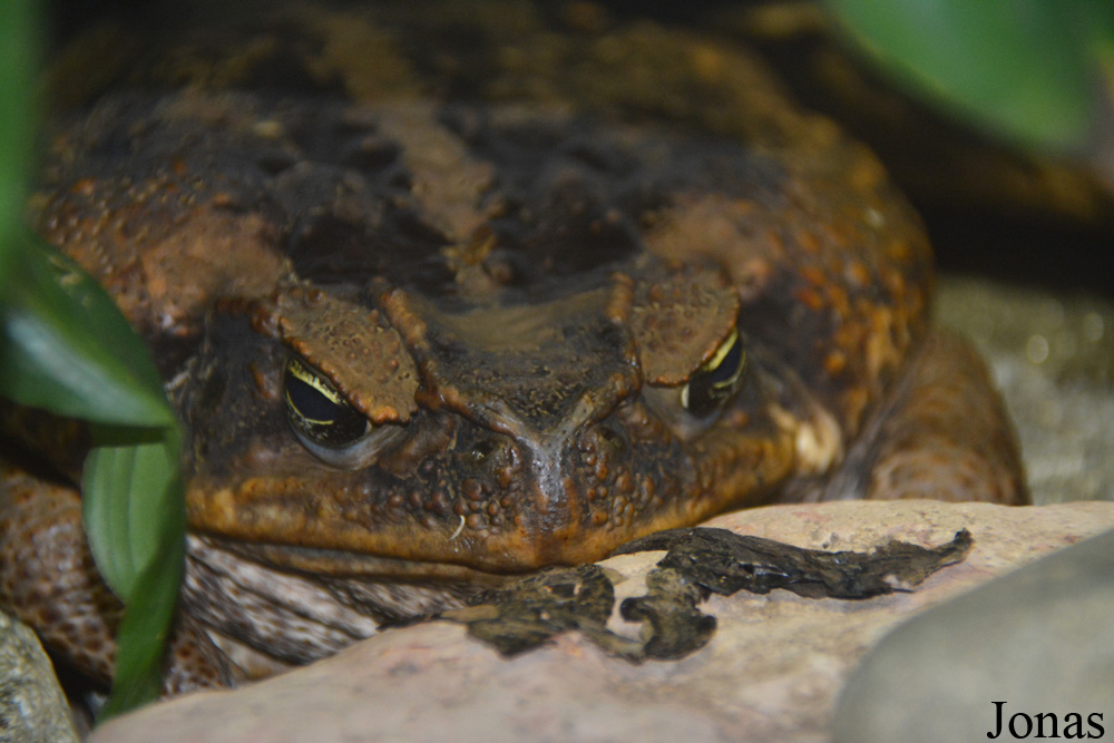 Rhinella marina