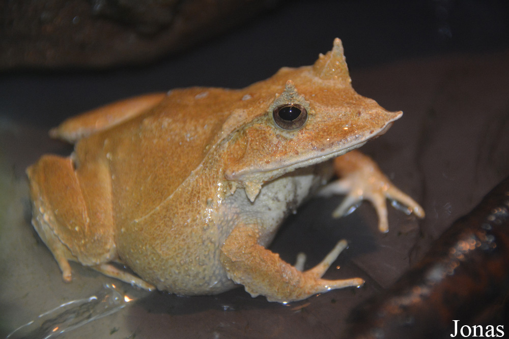 Ceratobatrachus guentheri