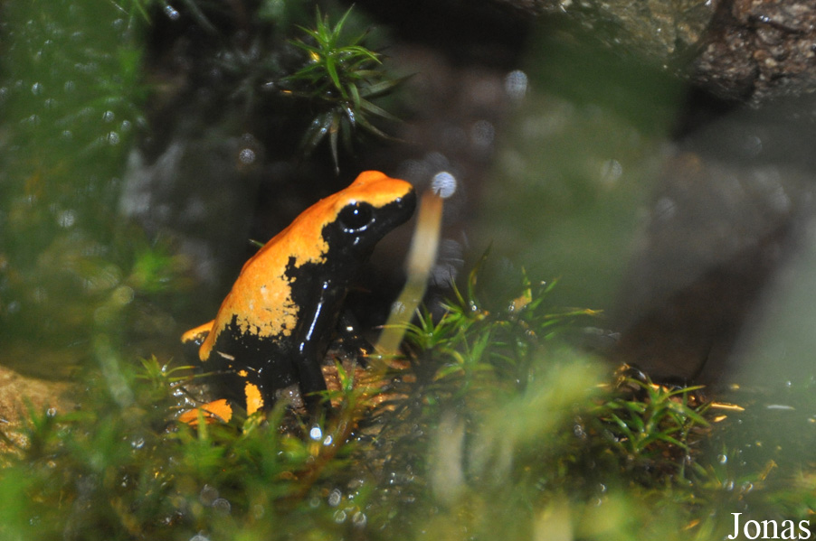 Dendrobates galactonotus