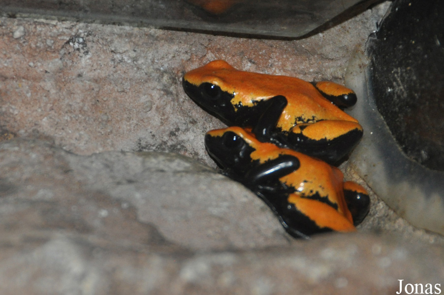 Dendrobates galactonotus