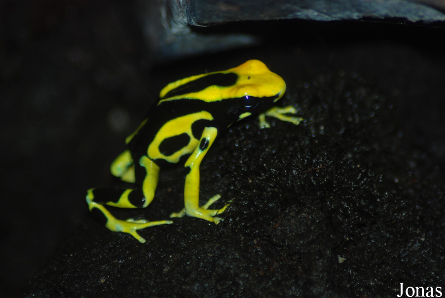 Dendrobates tinctorius