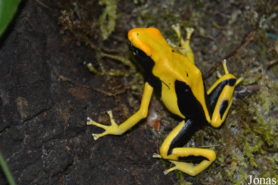 Dendrobates tinctorius