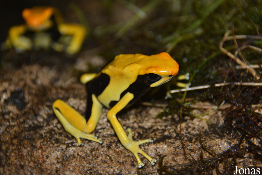 Dendrobates tinctorius