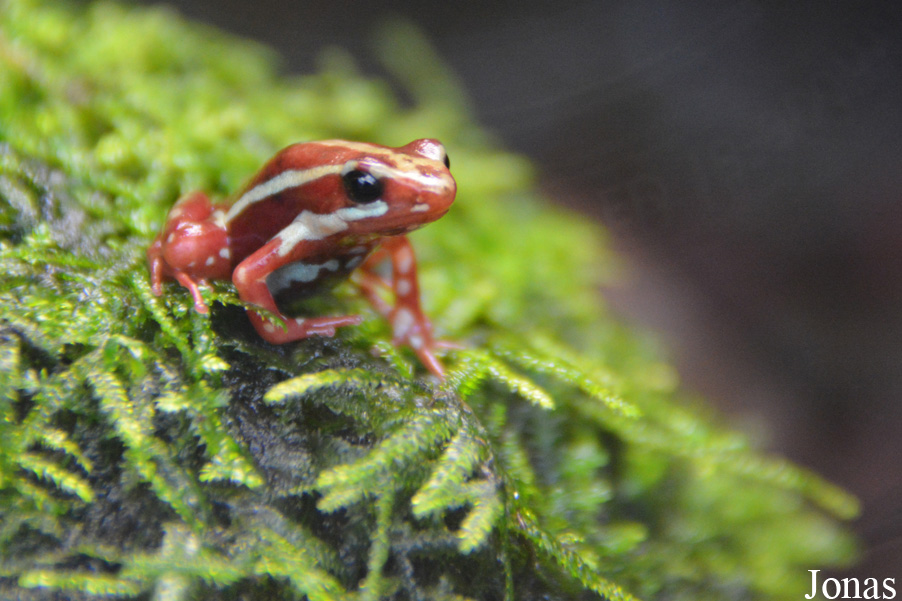 Epipedobates anthonyi