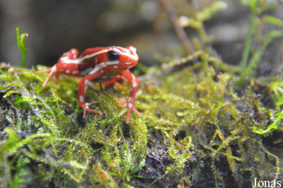 Epipedobates anthonyi