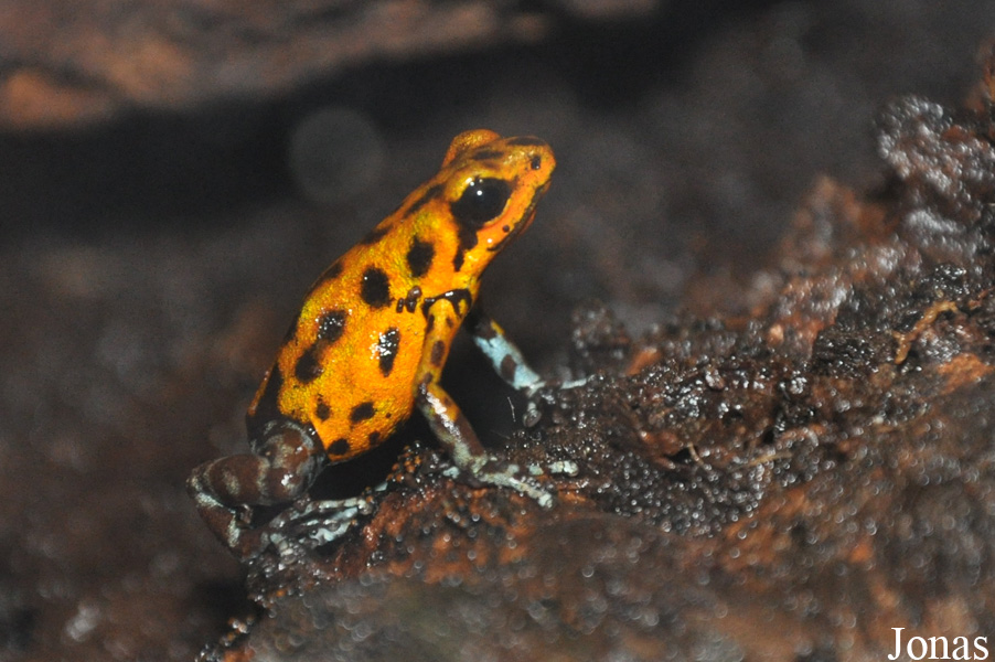 Oophaga pumilio