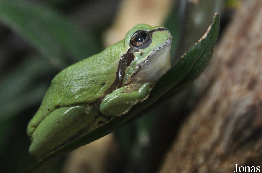 Hyla arborea