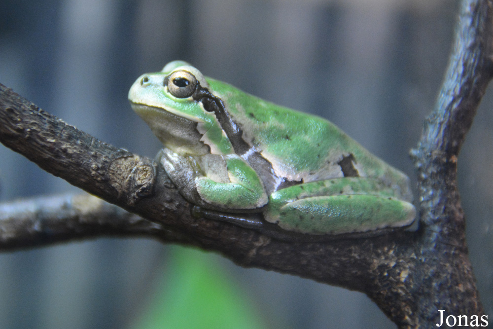 Hyla arborea