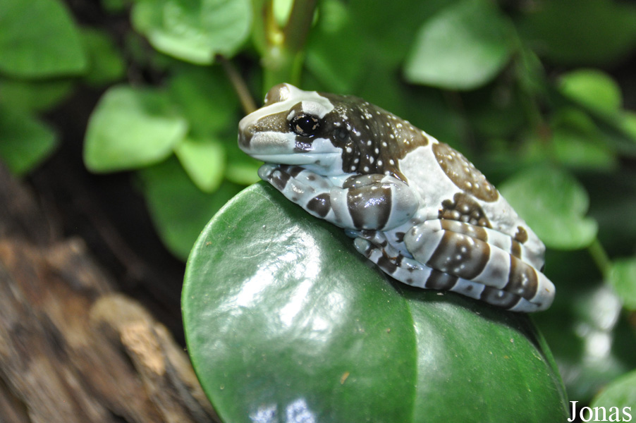 Trachycephalus resinifictrix