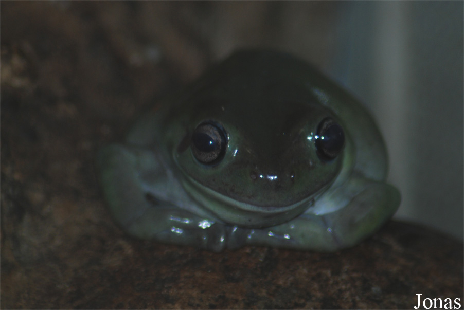 Litoria caerulea