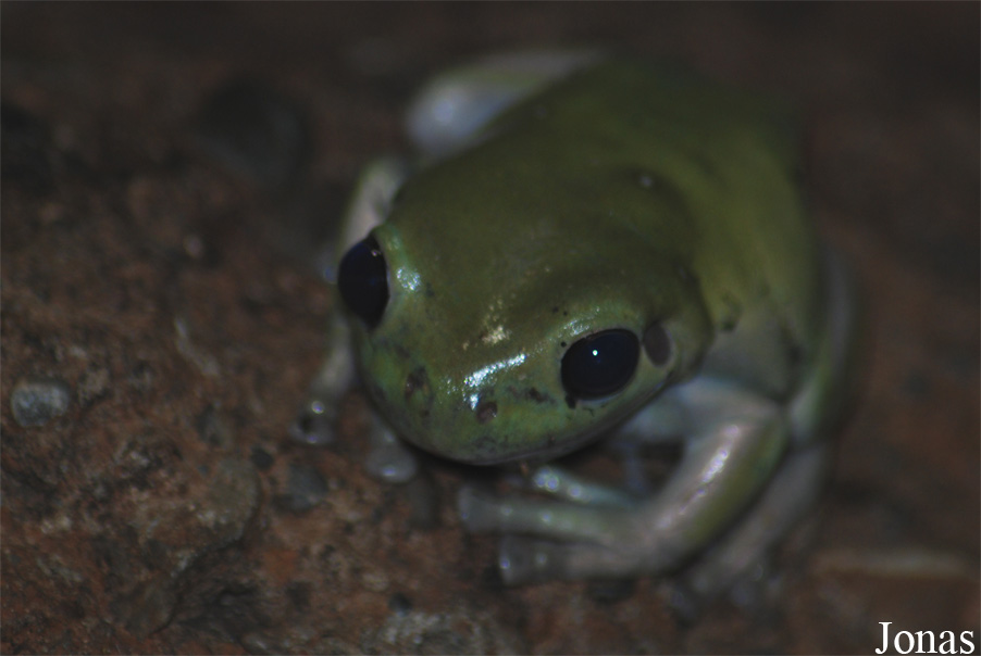 Litoria caerulea