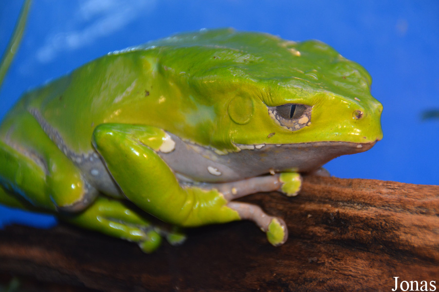 Phyllomedusa bicolor
