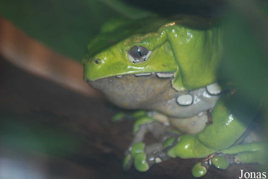 Phyllomedusa bicolor