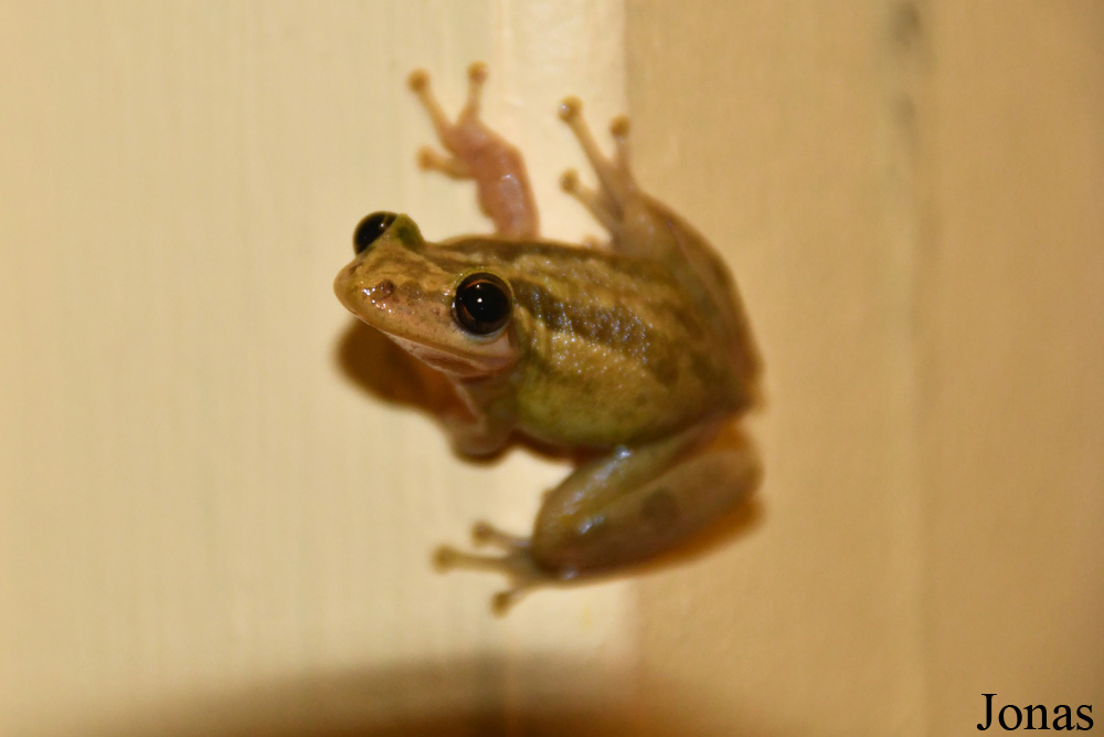 Scinax ruber / Amazone Nature Lodge