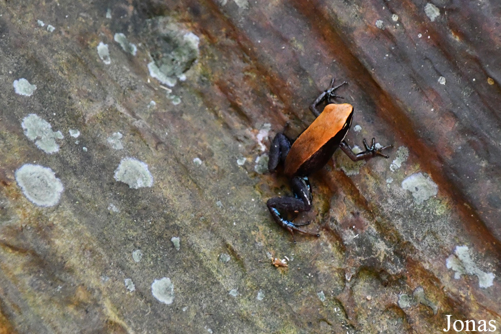 Parc National de Lokobe