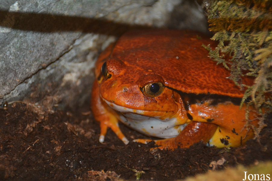 Dyscophus guineti