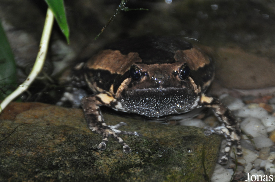 Kaloula pulchra