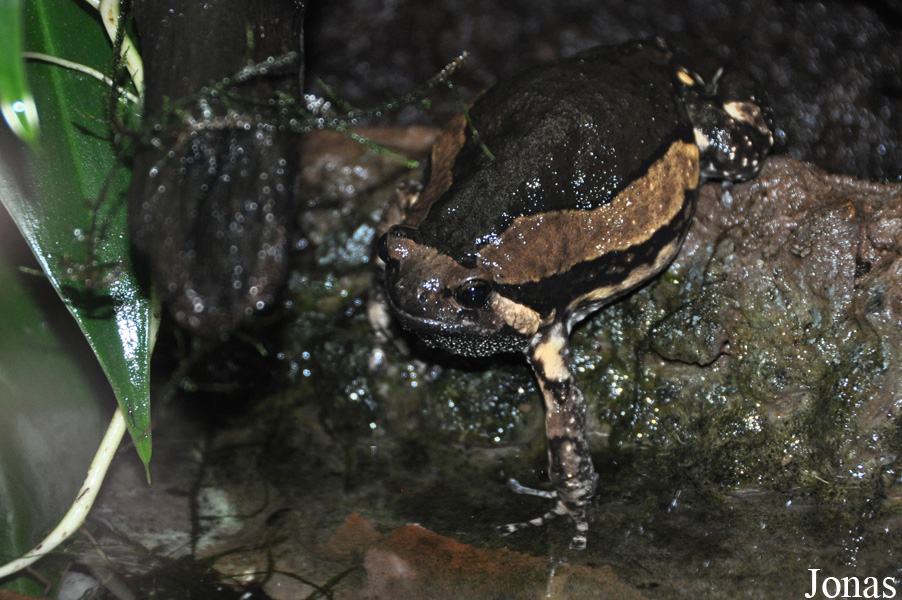 Kaloula pulchra