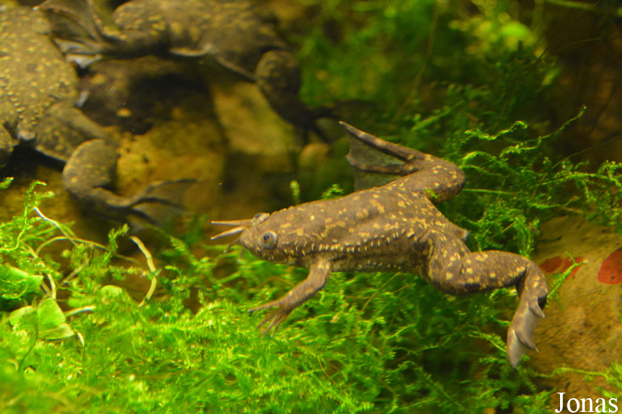 Xenopus laevis