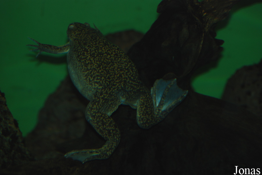 Xenopus laevis