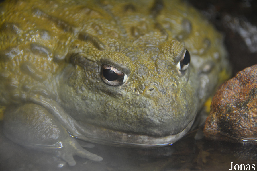Pyxicephalus adspersus