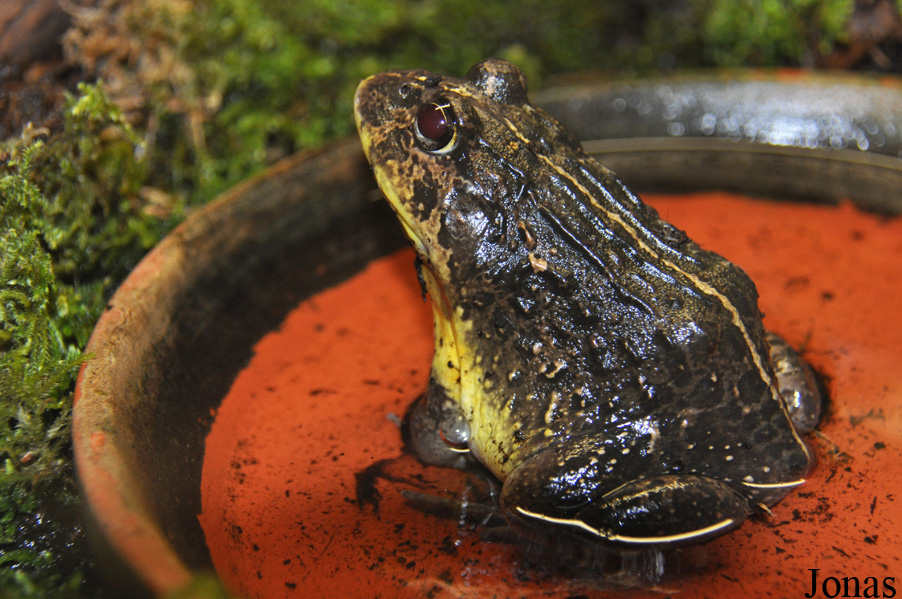 Pyxicephalus edulis