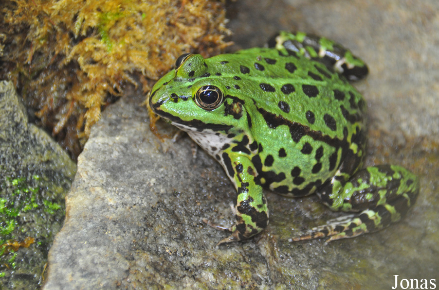 Pelophylax kl. esculentus