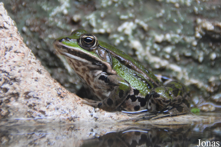 Pelophylax kl. esculentus