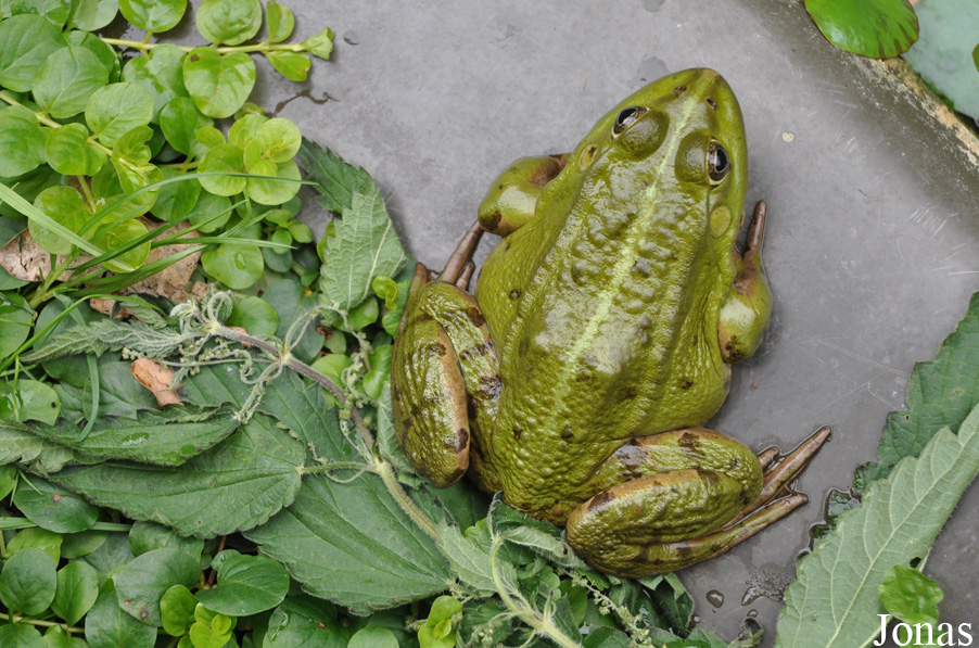 Pelophylax kl. esculentus