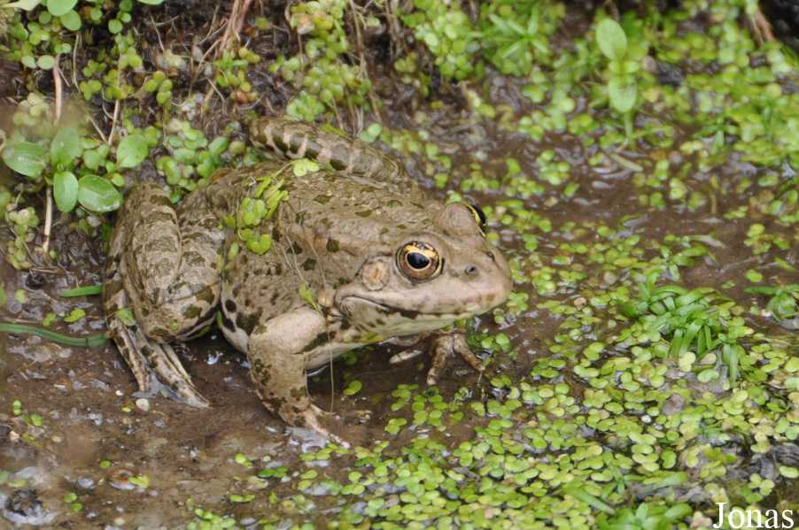 Pelophylax ridibundus