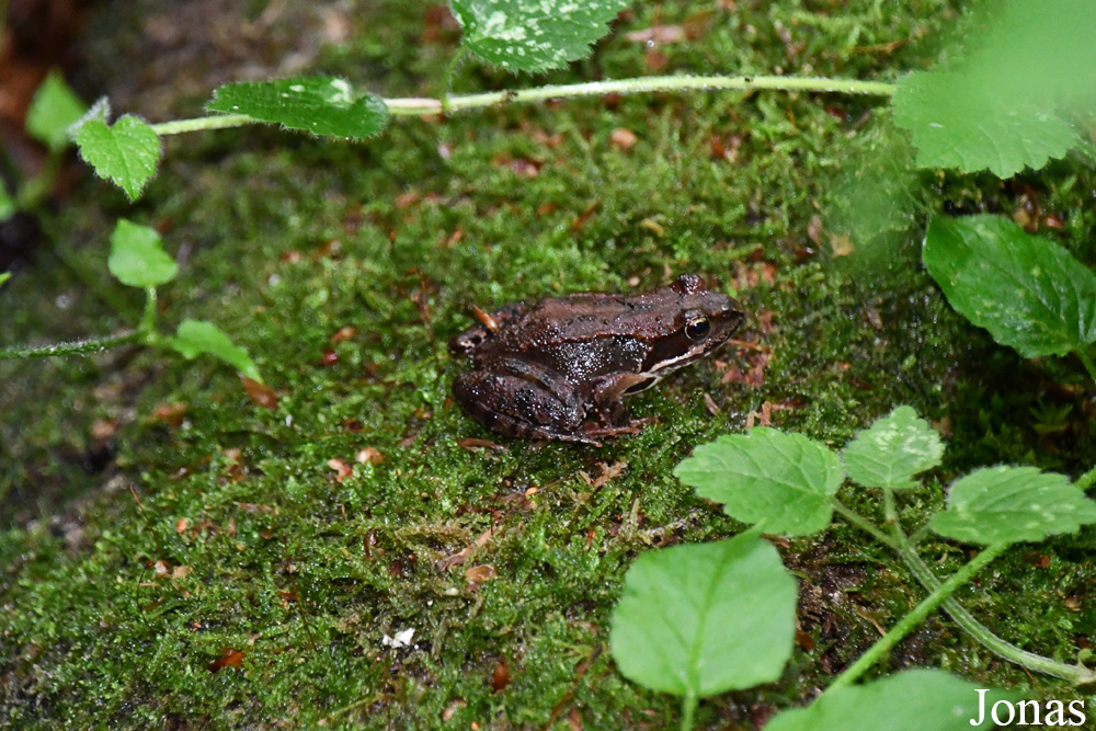 Žuvintas Biosphere Reserve