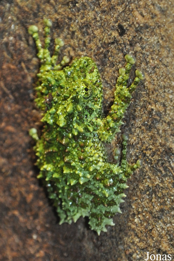 Theloderma corticale
