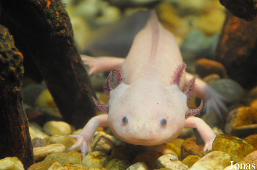 Ambystoma mexicanum