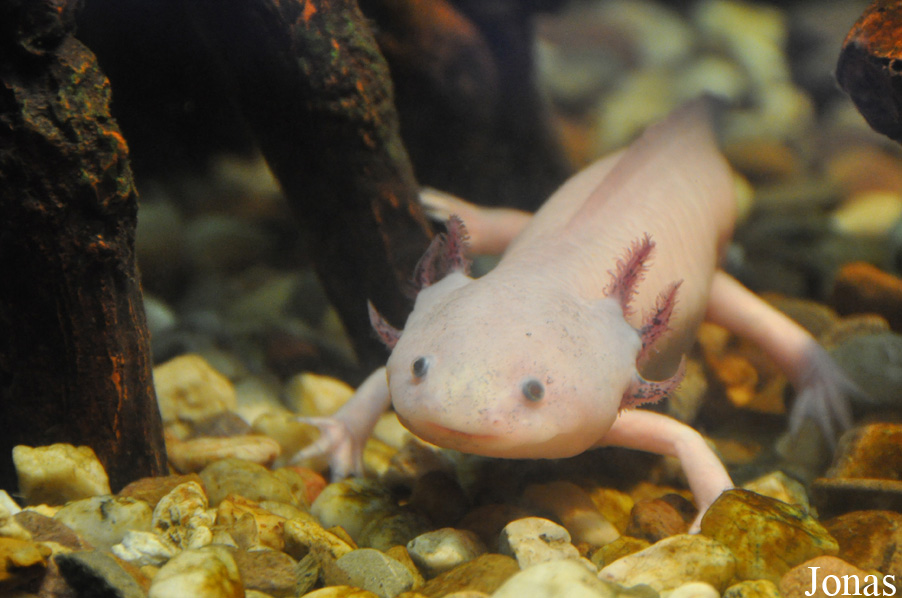 Ambystoma mexicanum