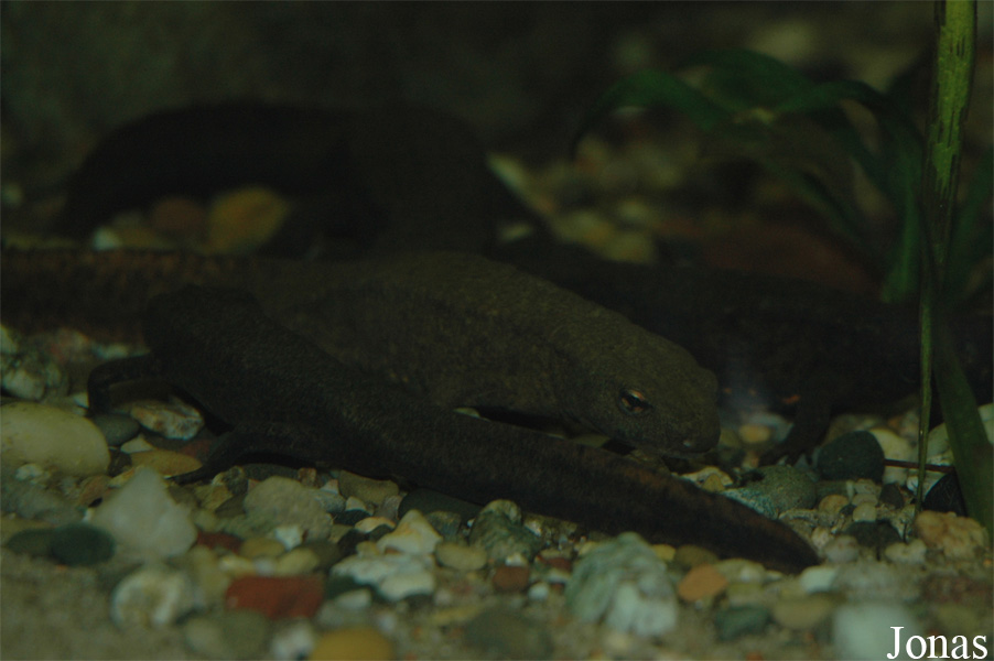 Paramesotriton hongkongensis
