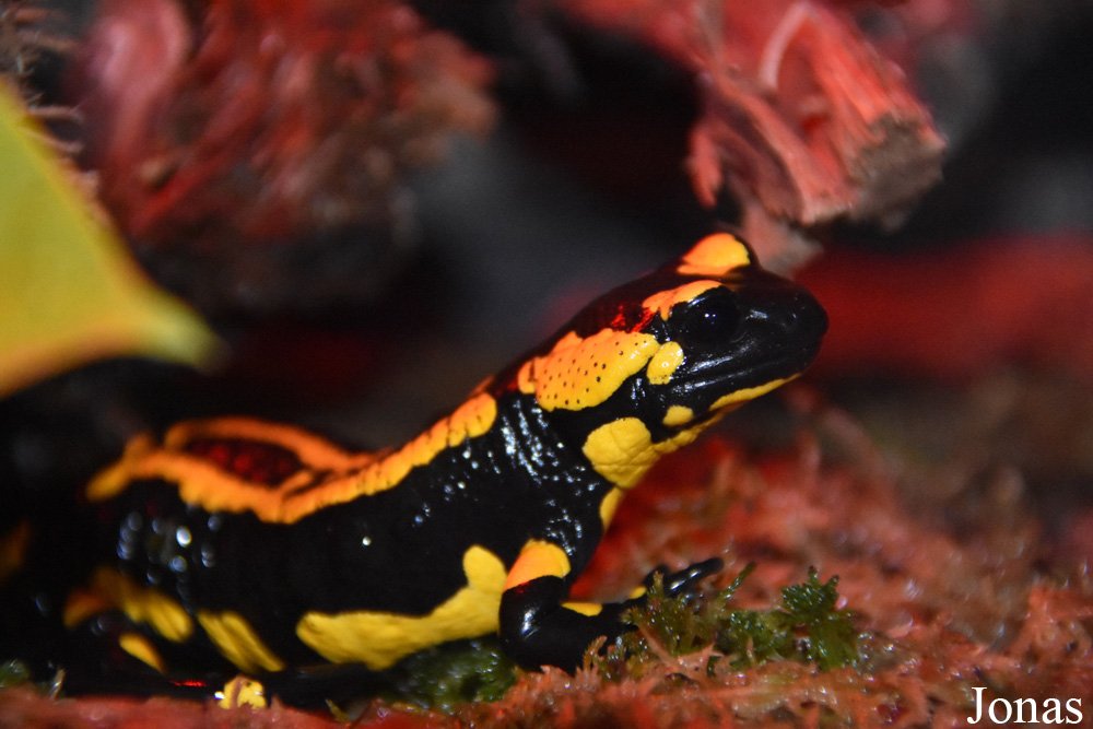 Salamandra salamandra