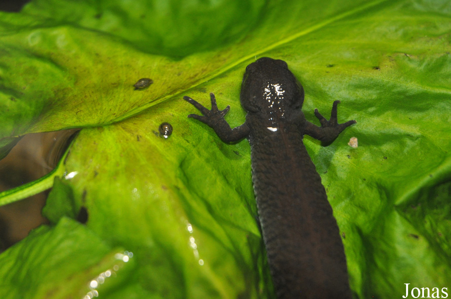 Triturus dobrogicus